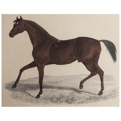 Original Antique Print of a Racehorse, 1847 'Unframed'