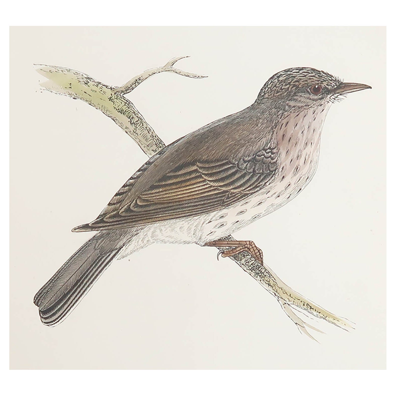 Original Antique Print of a Spotted Flycatcher, circa 1880, 'Unframed' For Sale