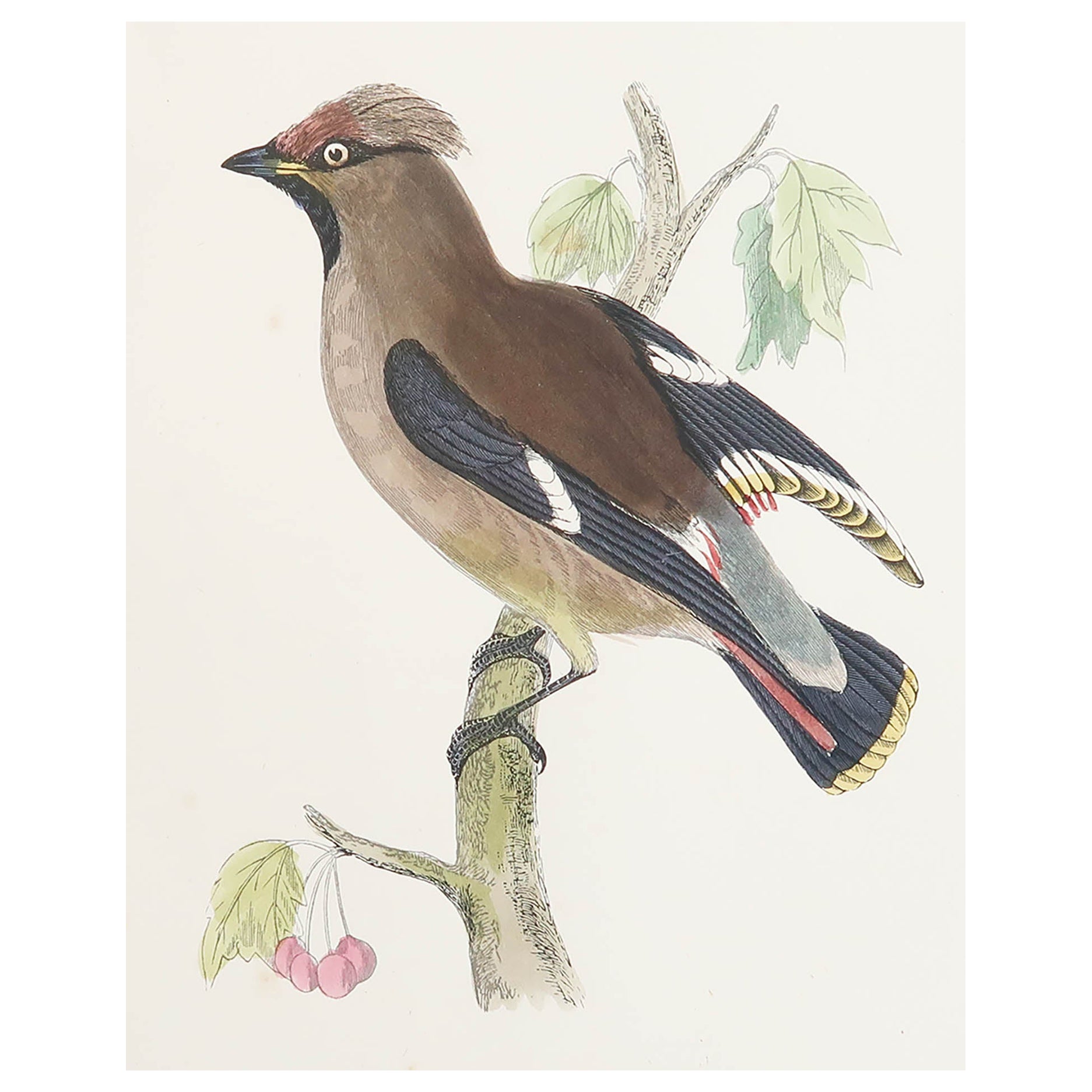 Original Antique Print of a Waxwing, circa 1880, 'Unframed' For Sale