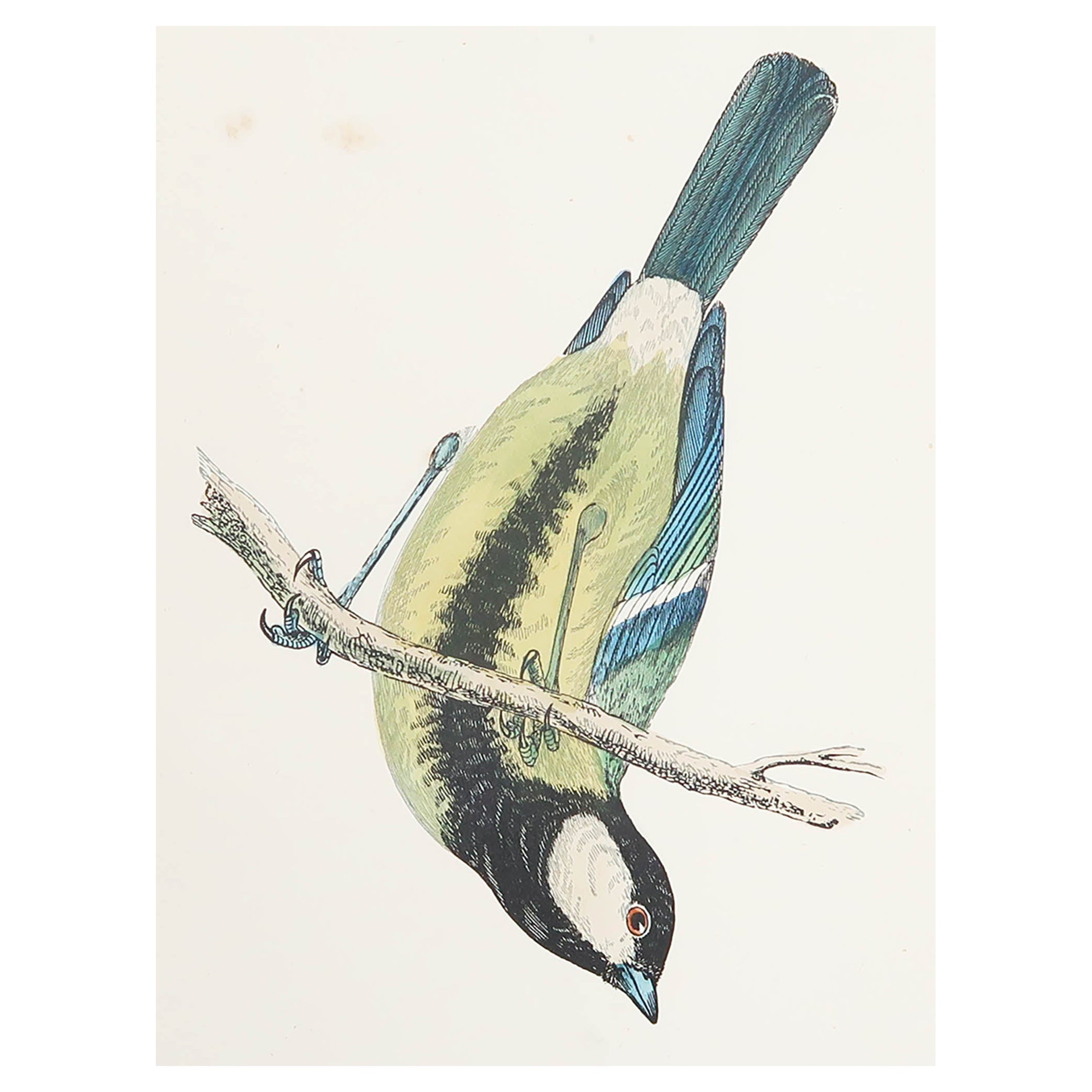 Original Antique Print of a Great Titmouse, circa 1880, 'Unframed' For Sale