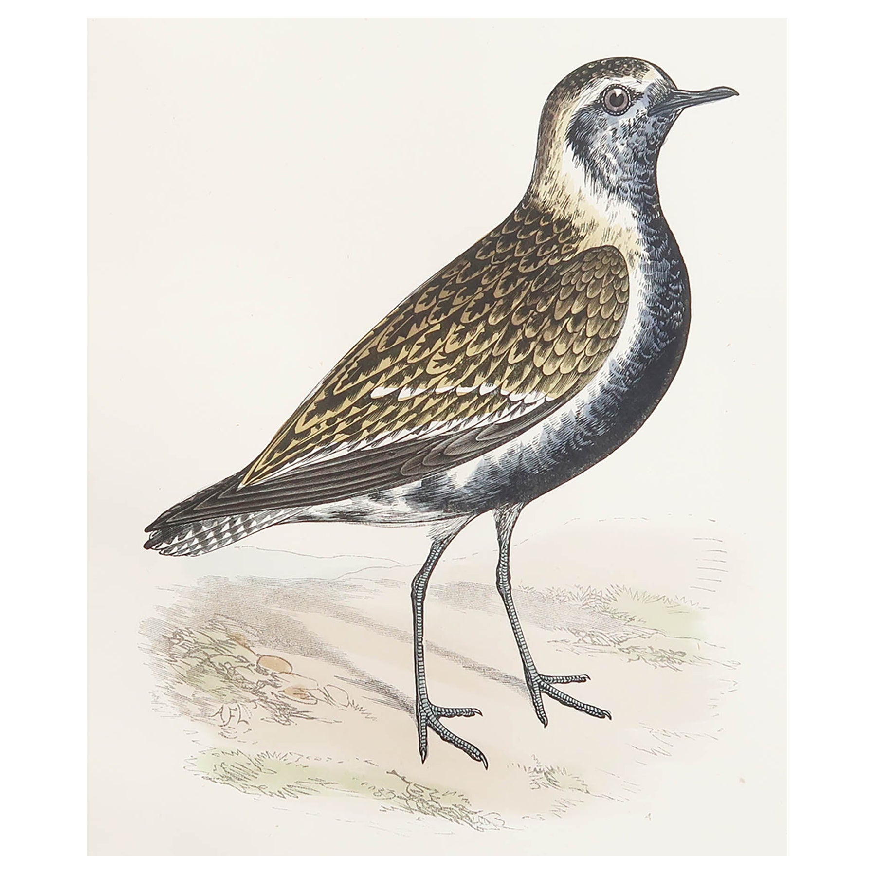 Original Antique Print of a Lesser Golden Plover, circa 1880, 'Unframed' For Sale