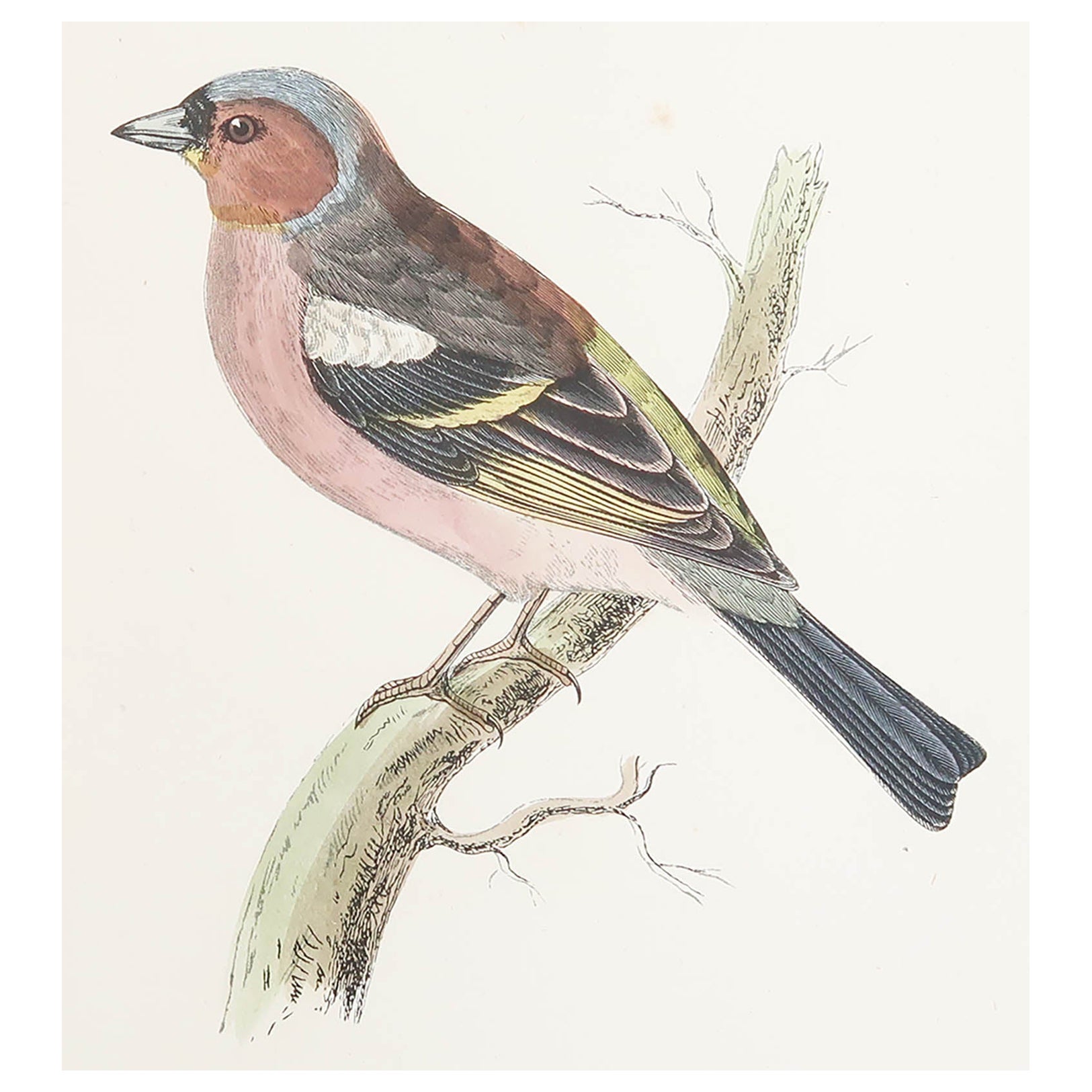 Original Antique Print of a Chaffinch, circa 1880, 'Unframed' For Sale