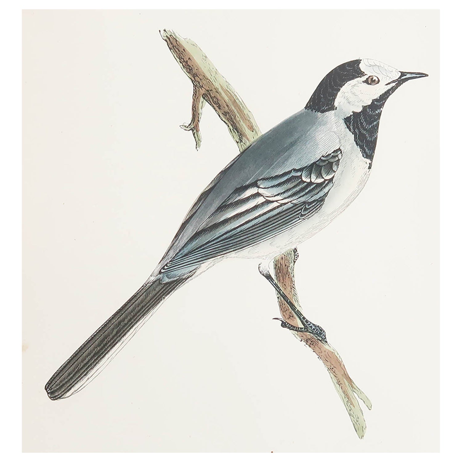 Original Antique Print of a White Wagtail, circa 1880, 'Unframed' For Sale