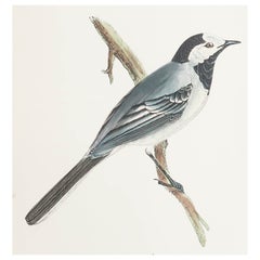 Original Antique Print of a White Wagtail, circa 1880, 'Unframed'