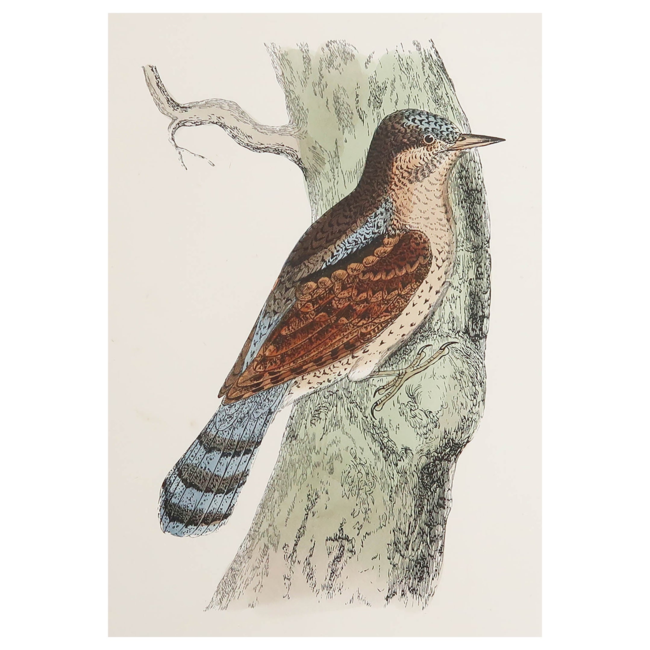 Original Antique Print of a Wryneck, circa 1880, 'Unframed'