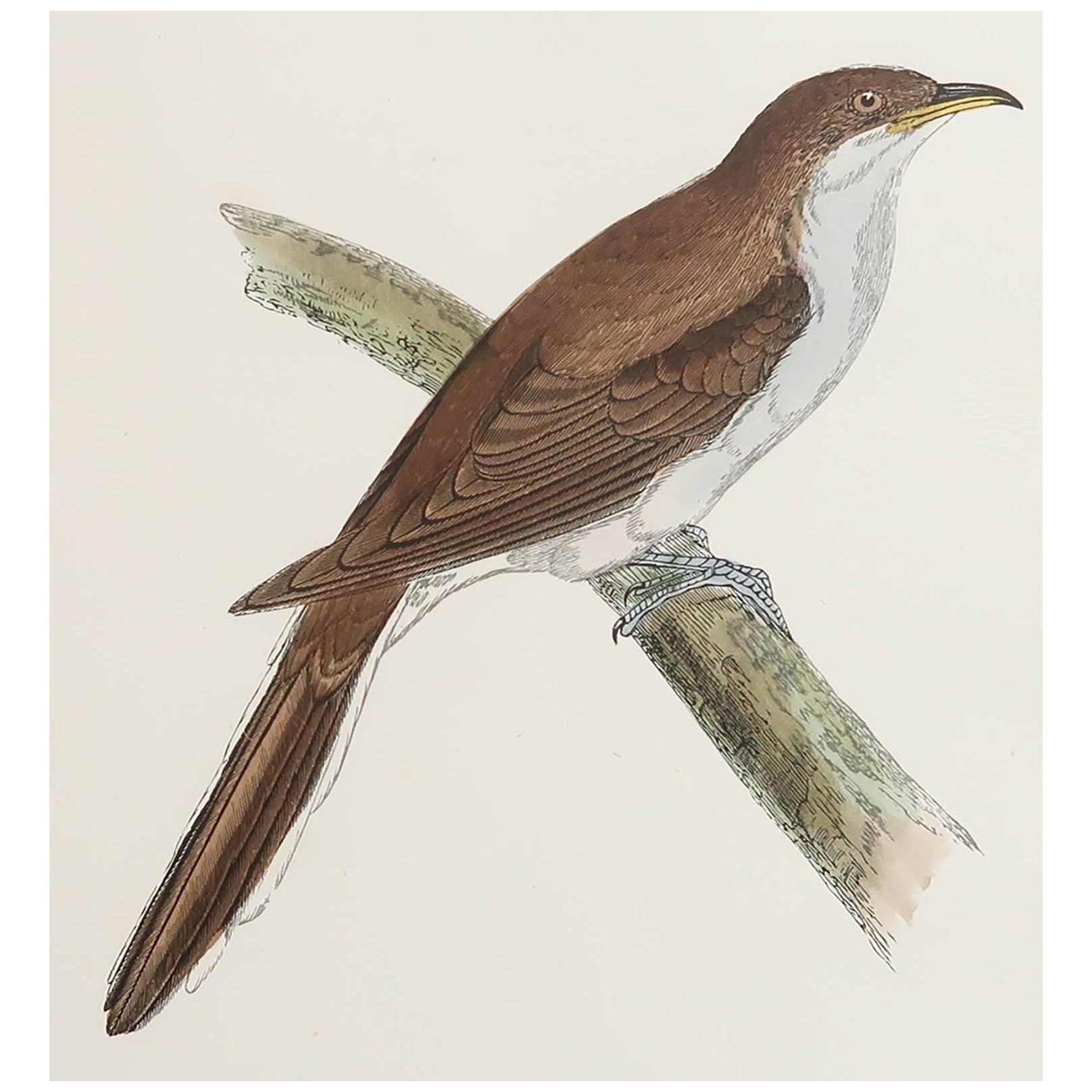 Original Antique Print of a Yellow-Billed Cuckoo, circa 1880, 'Unframed' For Sale