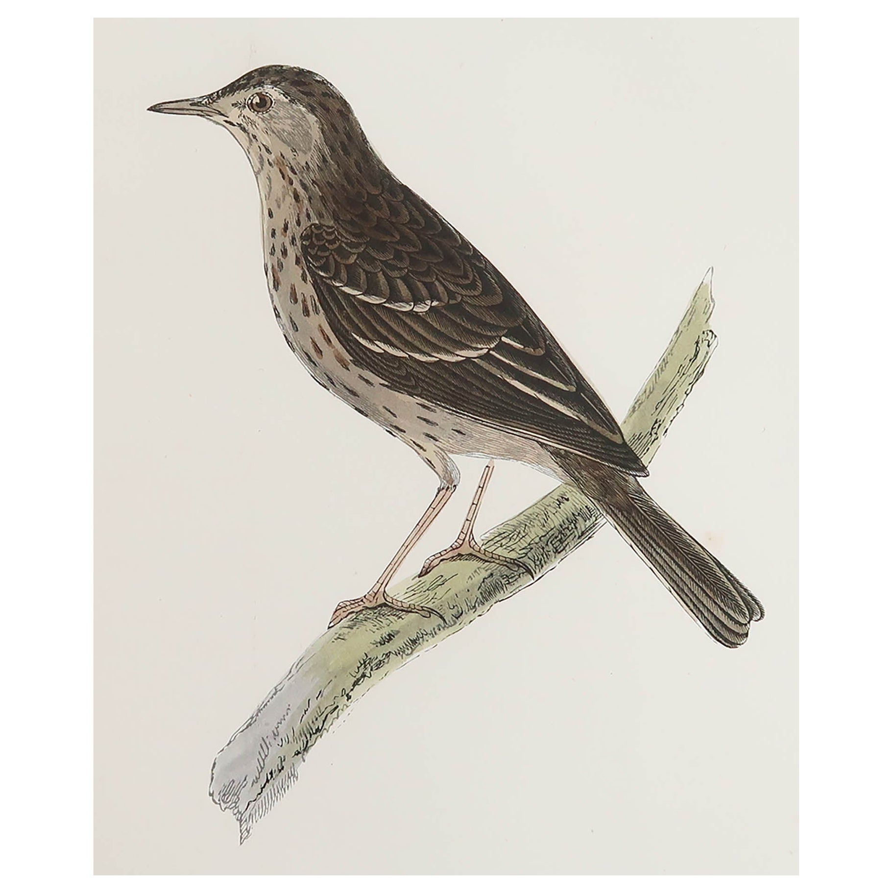 Original Antique Print of a Tree Pipit, circa 1880, 'Unframed' For Sale