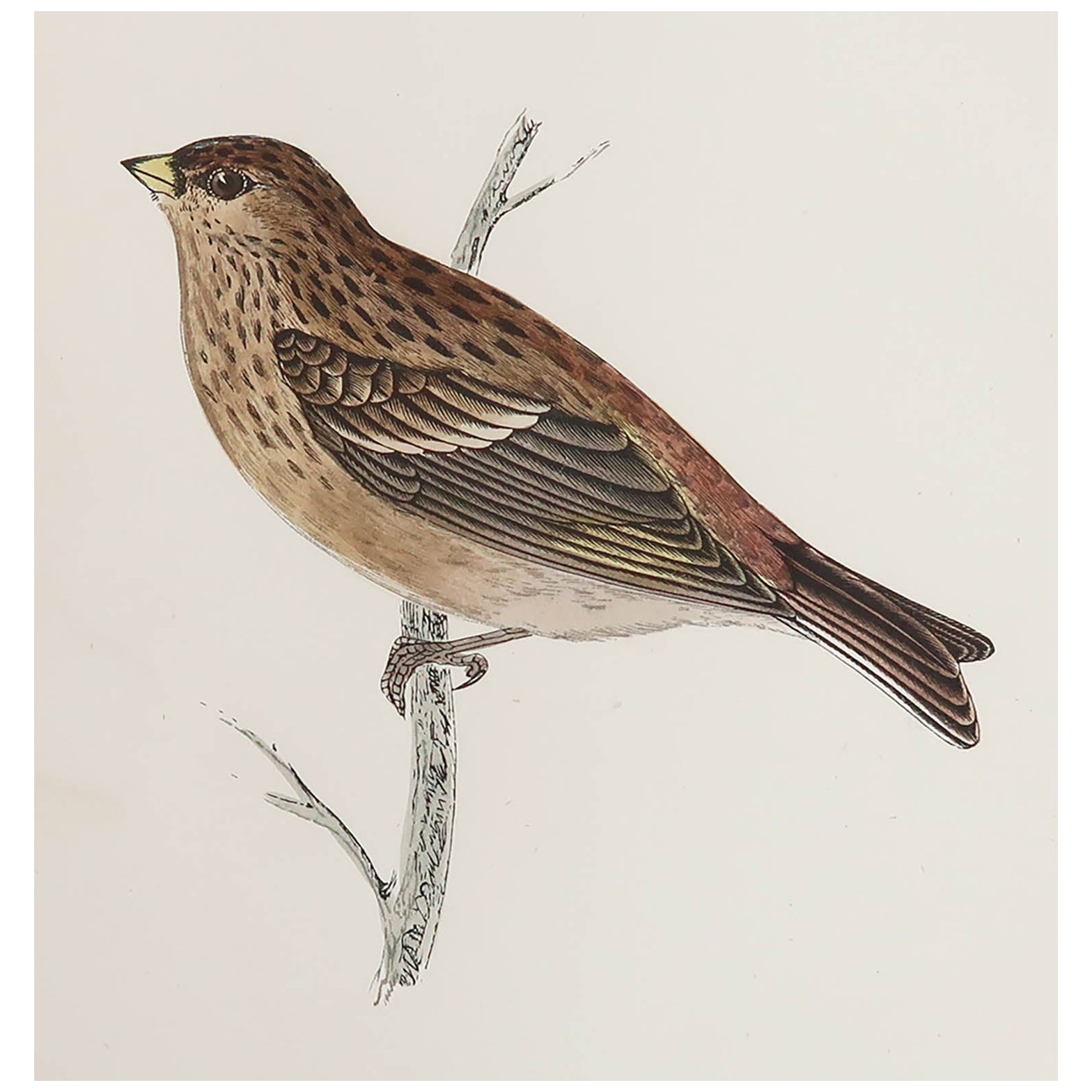 Gravure ancienne originale d'un Twite, vers 1880, 'non encadrée'.