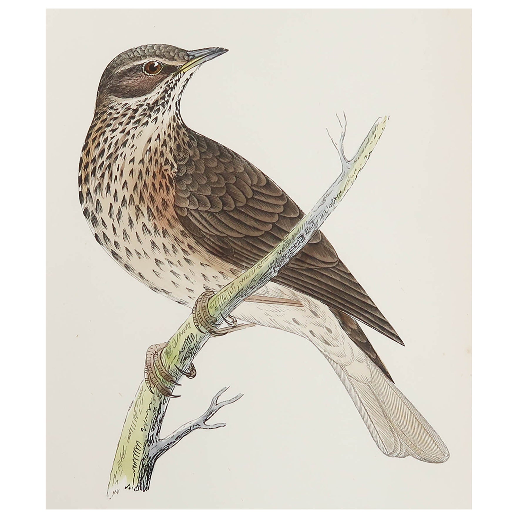 Original Antique Print of a Redwing, circa 1880, 'Unframed' For Sale