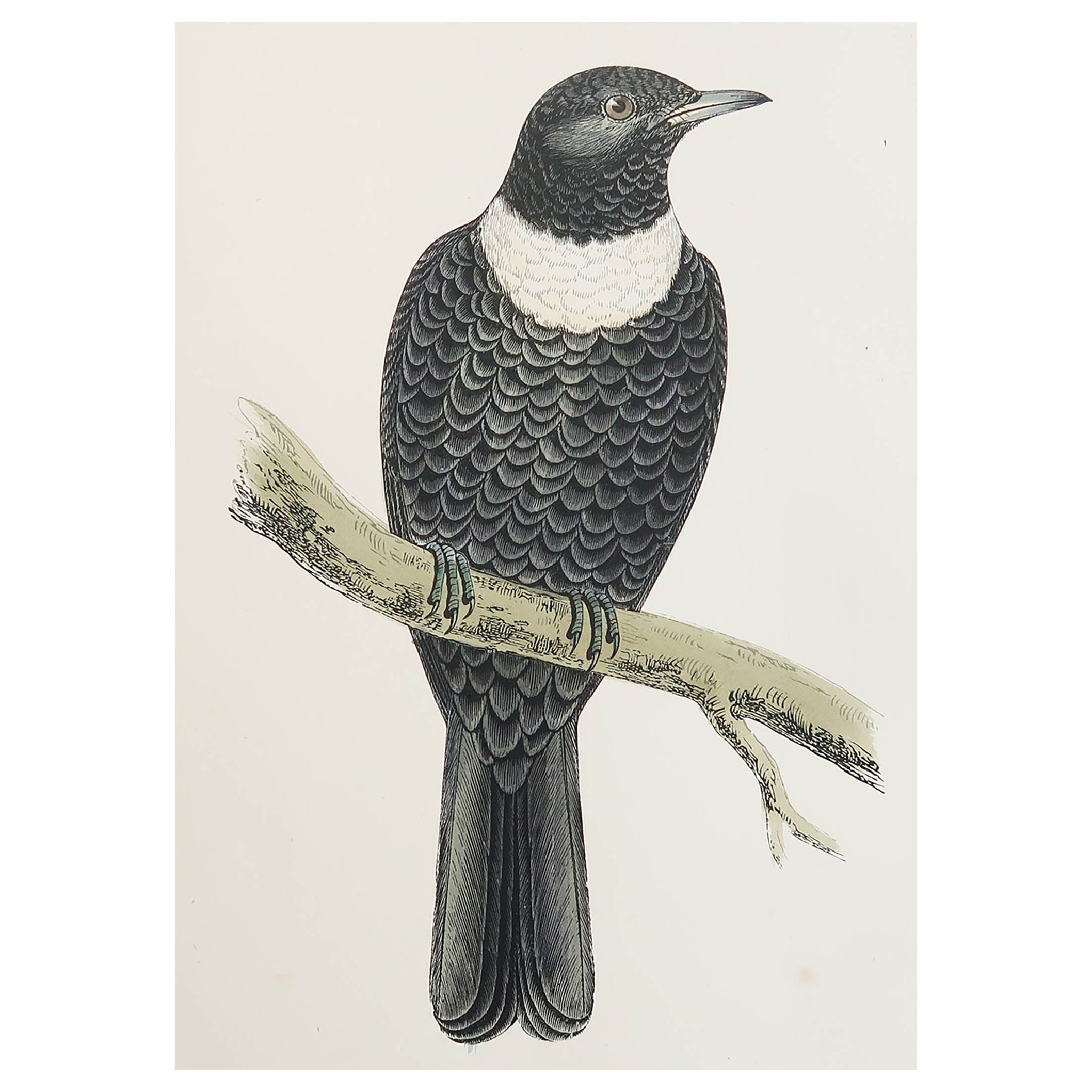 Original Antique Print of a Ring Ouzel, circa 1880, 'Unframed'