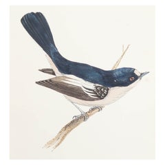 Original Antique Print of a Pied Flycatcher, circa 1880, 'Unframed'