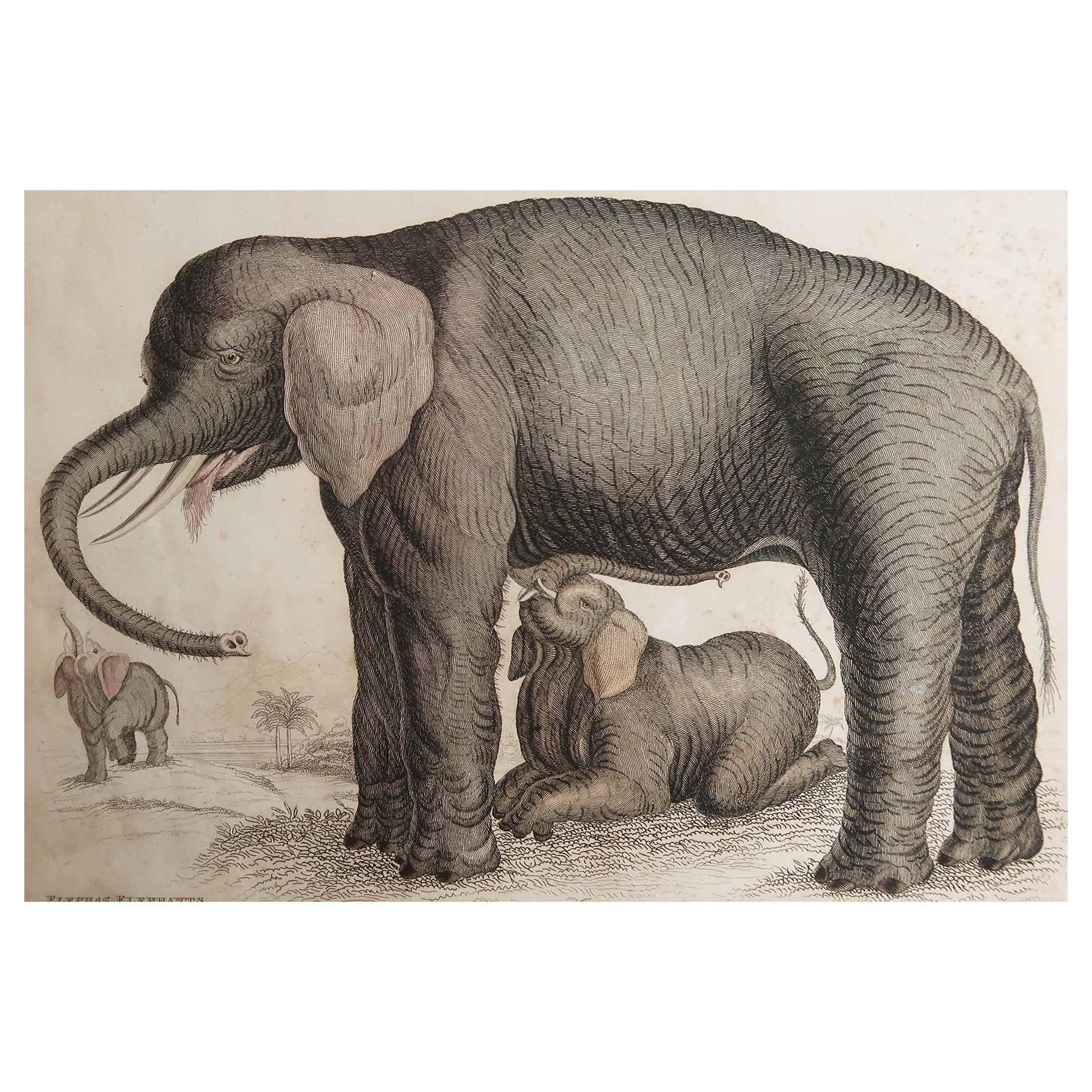 Gravure ancienne originale d'un éléphant, vers 1835