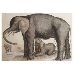 Original Antique Print of An Elephant, circa 1835