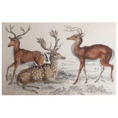 Original Antique Print of Deer, 1847 'Unframed'
