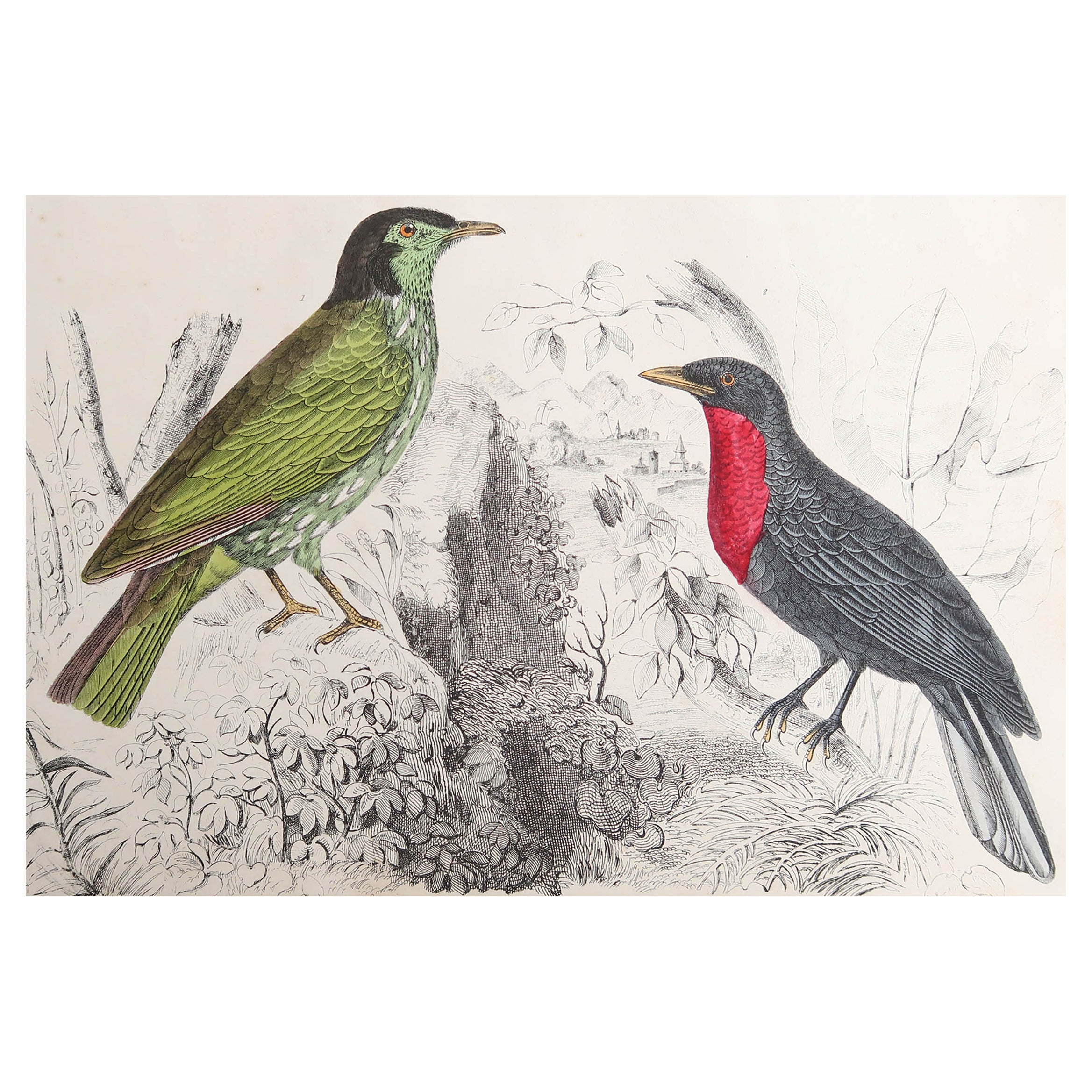 Original Antique Print of a Fruit Crow, 1847 'Unframed' For Sale