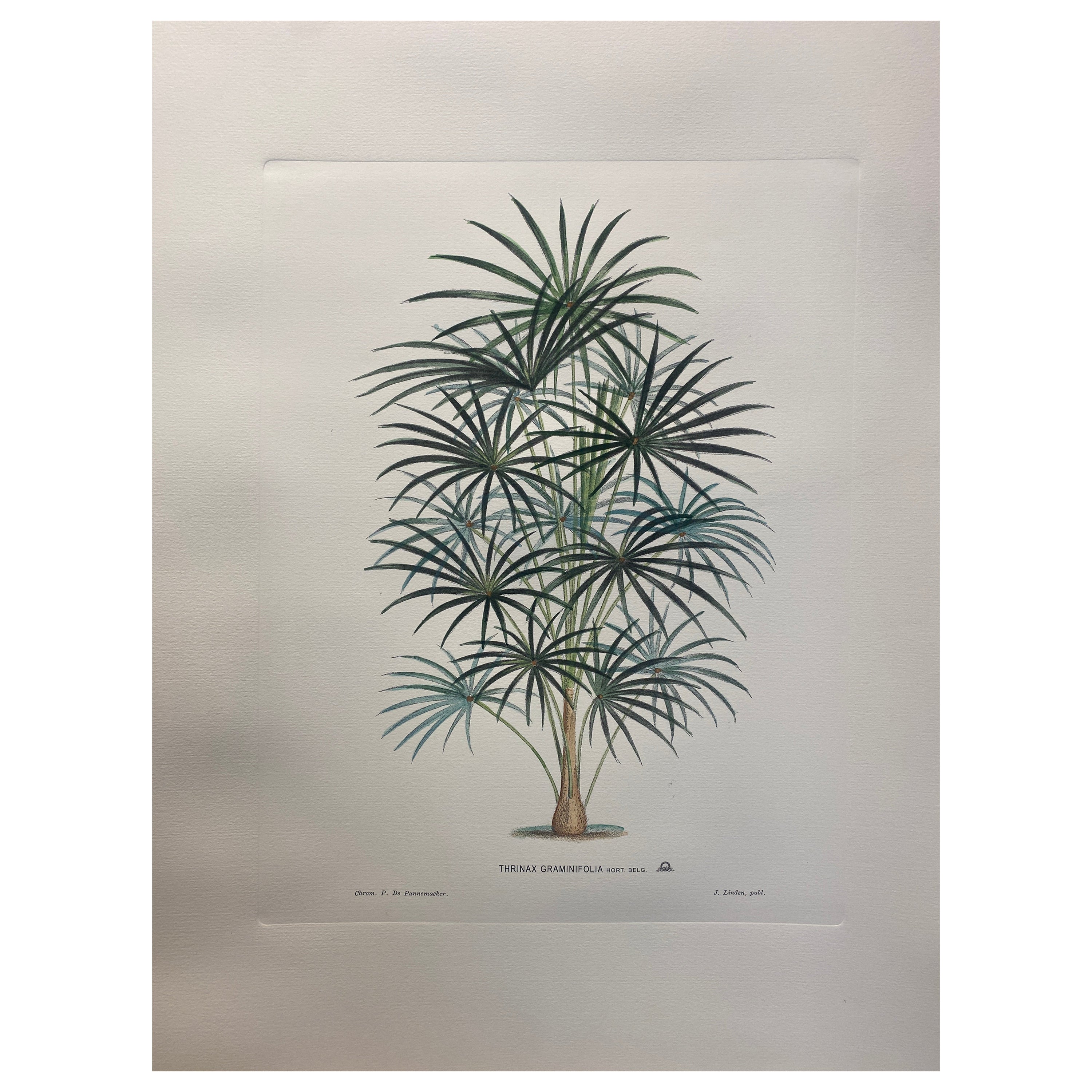 Italian Contemporary Hand Painted Botanical Print "Thrinax Graminifolia" 5 of 6