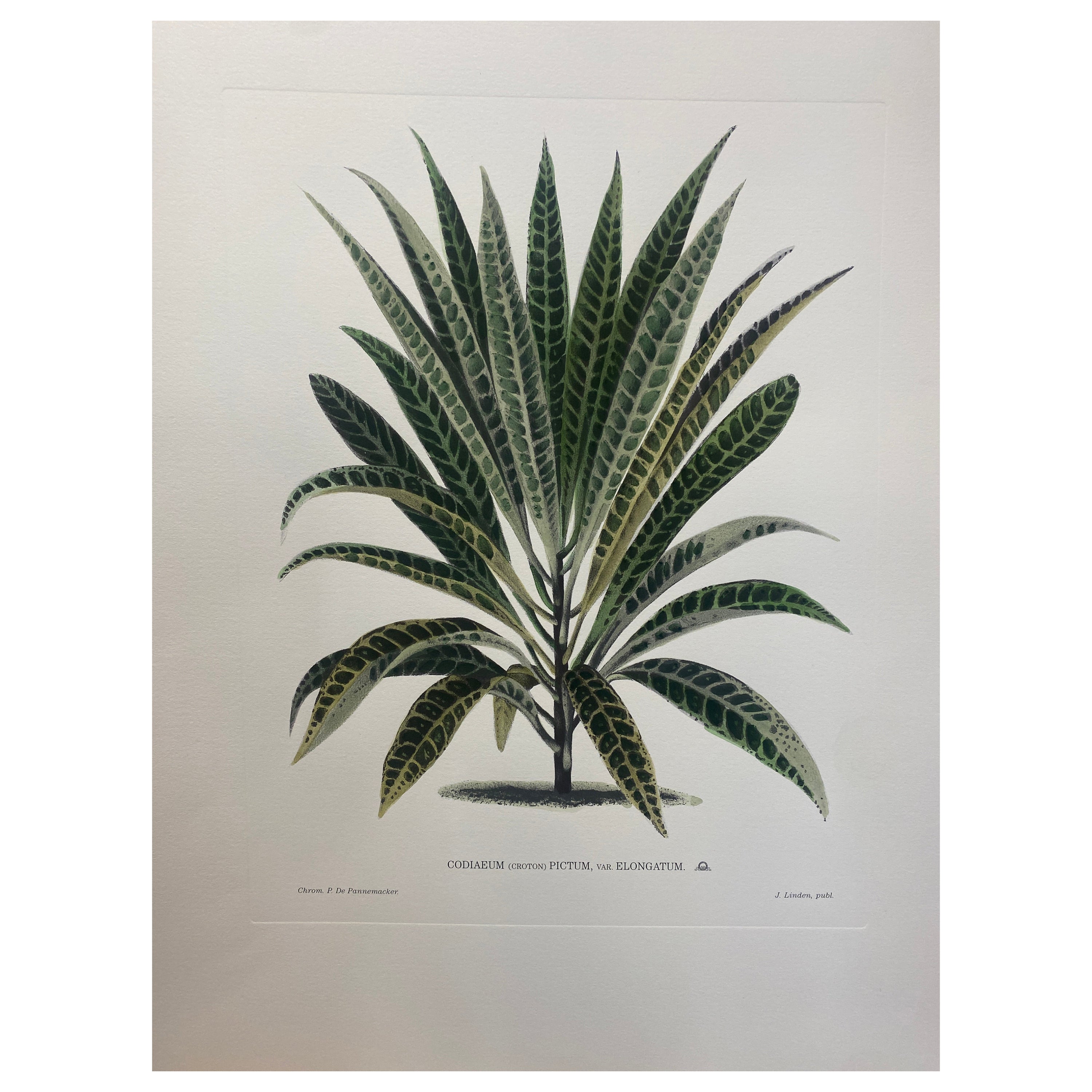 Italian Contemporary Hand Painted Botanical Print "Codiaeum Pictum" 6 of 6 For Sale