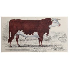 Original Antique Print of a Hereford Bull, 1847 'Unframed'