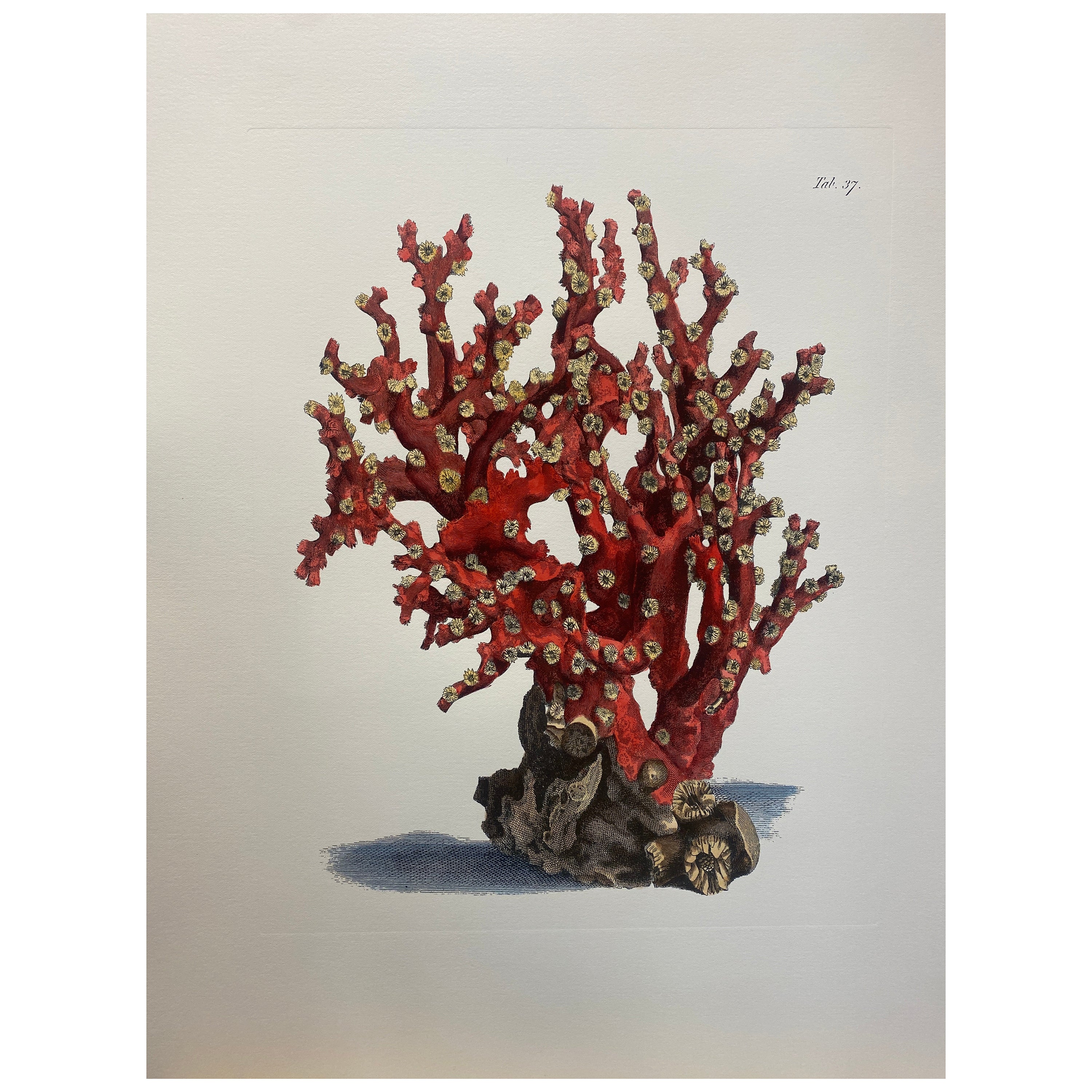 Italian Contemporary Hand Painted Print "Corallium Rubrum", 1 of 2 For Sale