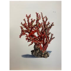Italian Contemporary Hand Painted Print "Corallium Rubrum", 1 of 2