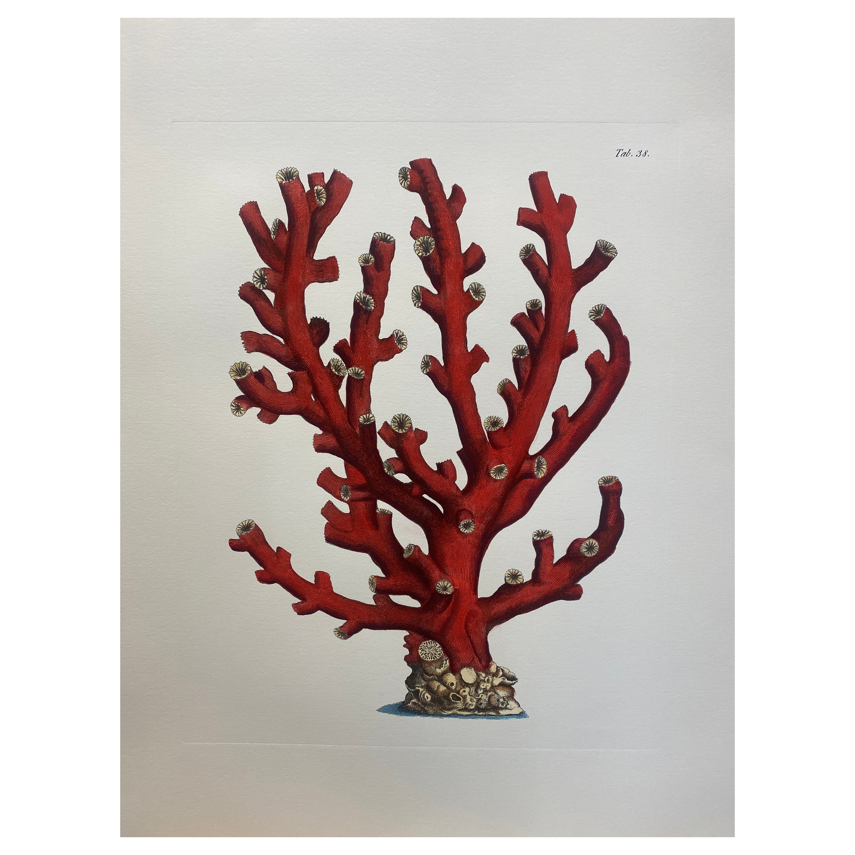 Italian Contemporary Hand Painted Print "Corallium Rubrum", 2 of 2 For Sale