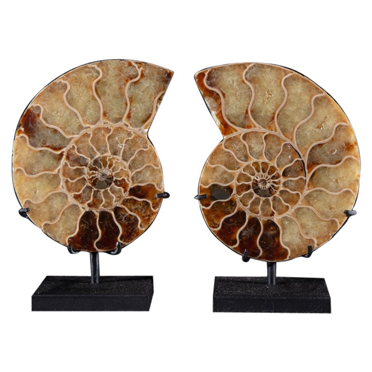 Ammonite pair on metal base For Sale