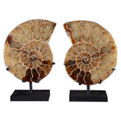 Antique Ammonite pair on metal base