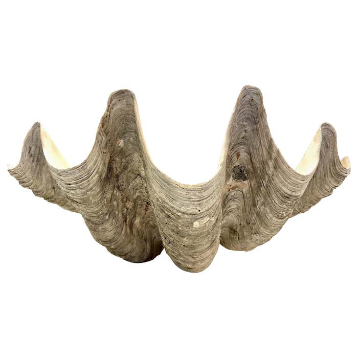 South Pacific Natural Giant Clam Shell Specimen For Sale at 1stDibs