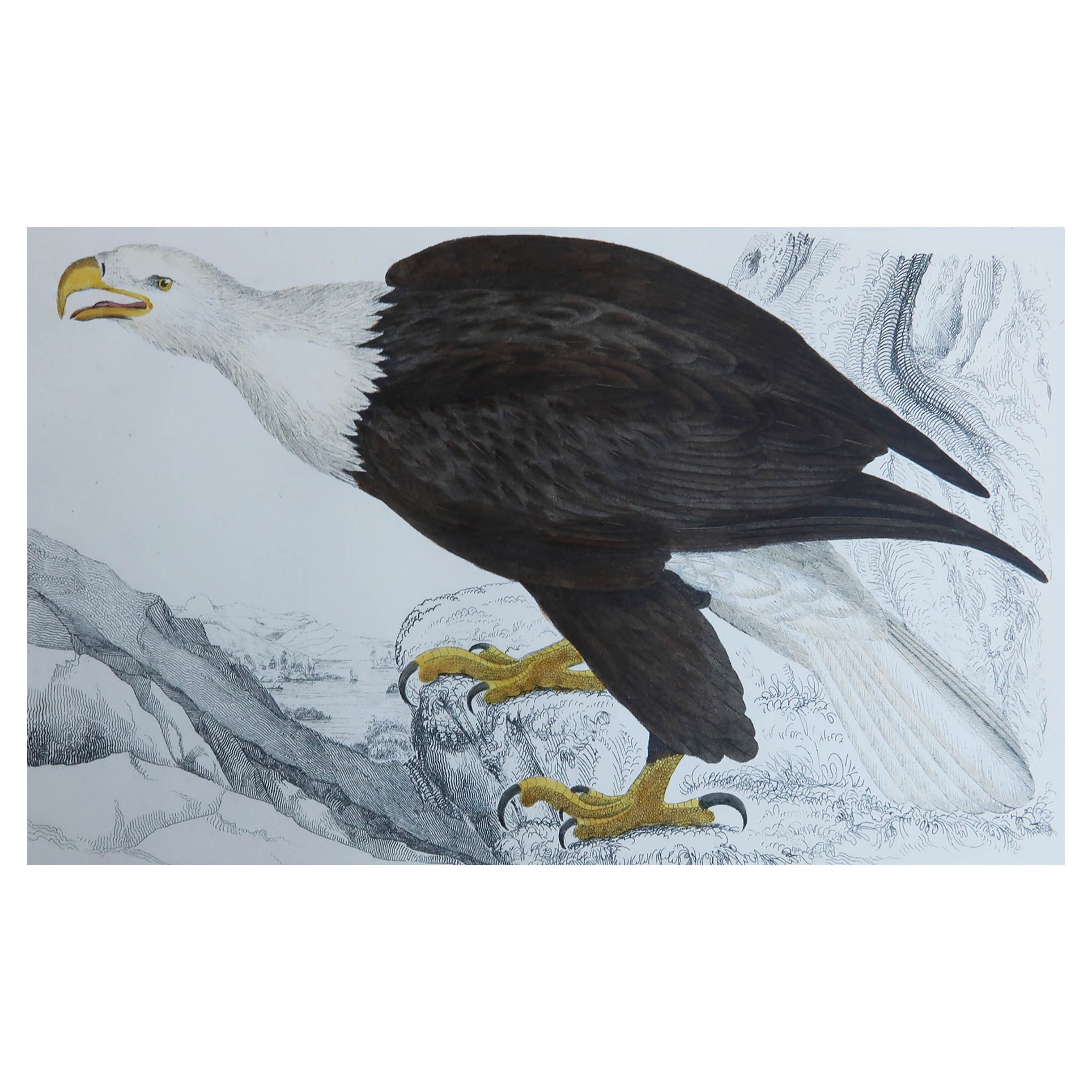 Impression ancienne originale d'un aigle, 1847, non encadrée