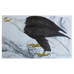 Original Antiker Druck eines Adlers, 1847, ungerahmt