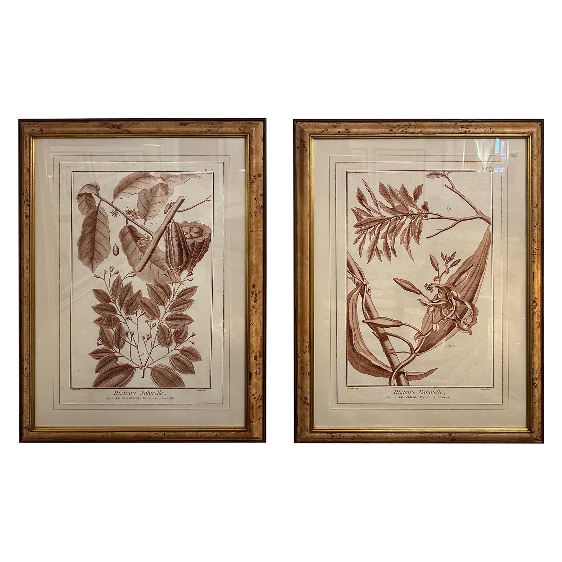 Pair of Very Large Sepia Colored Framed Botanical Prints