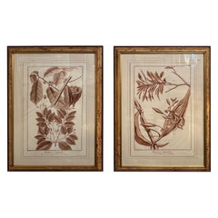 Pair of Very Large Sepia Colored Framed Botanical Prints