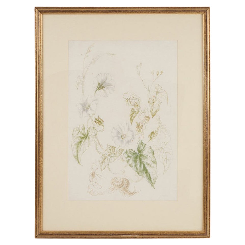 Hedge Bindweed Watercolour - Vere Lucy Temple (1898 - 1980) For Sale