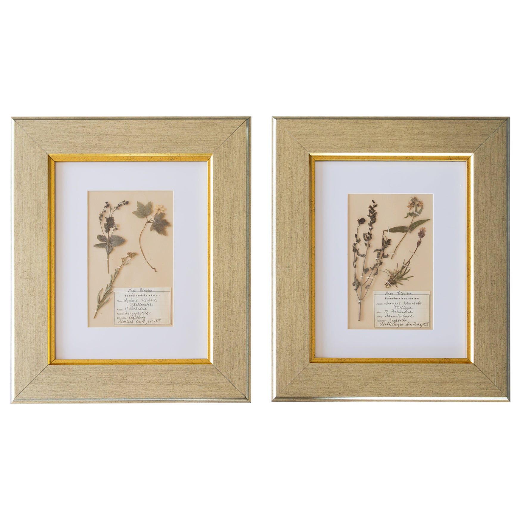 Custom Framed Antique Dutch Herbarium Botanical Specimens - Set of Two