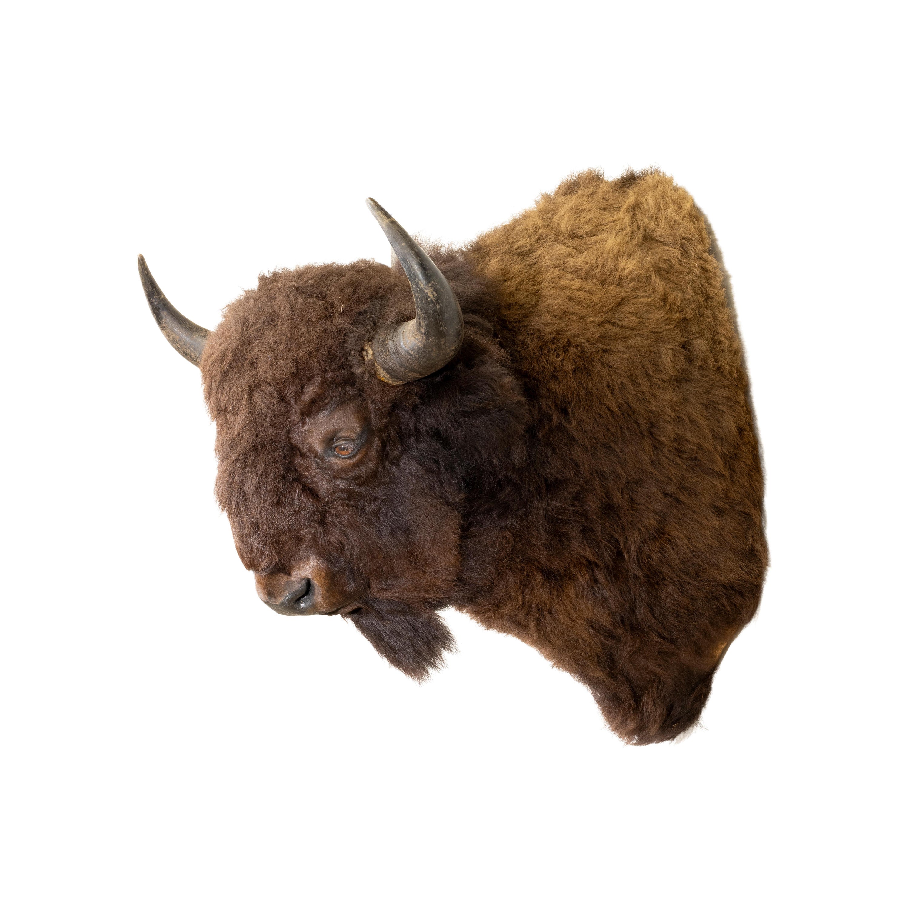 Montana Buffalo Shoulder Mount For Sale