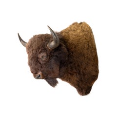 Montana Buffalo-Schulterhalterung