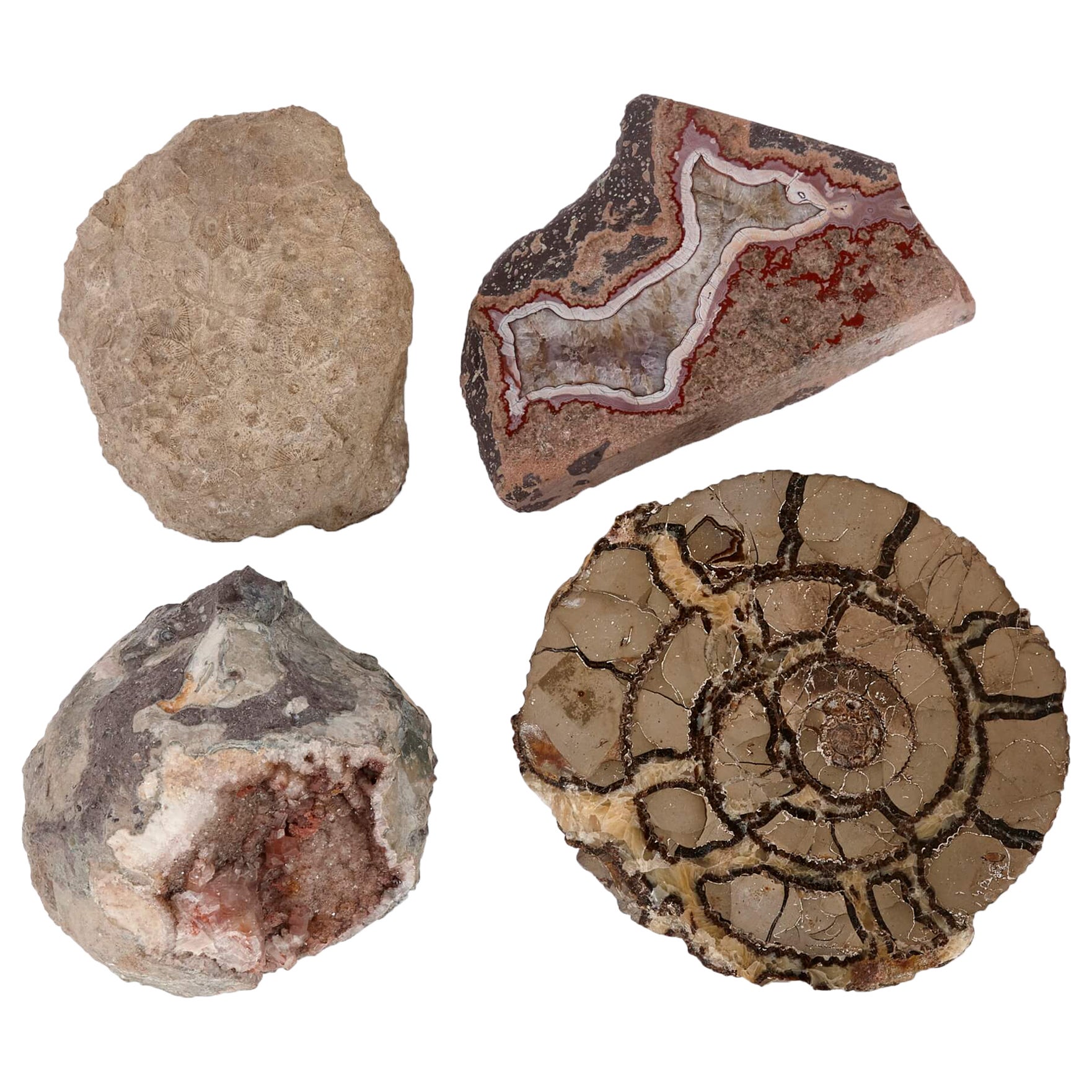 Set aus rosa Amethyst, Achat, versteinertem Ammonit und Korallen Fossil