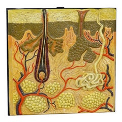 Antique Teaching Aid Human Skin Model on Wooden Plate by SOMSO