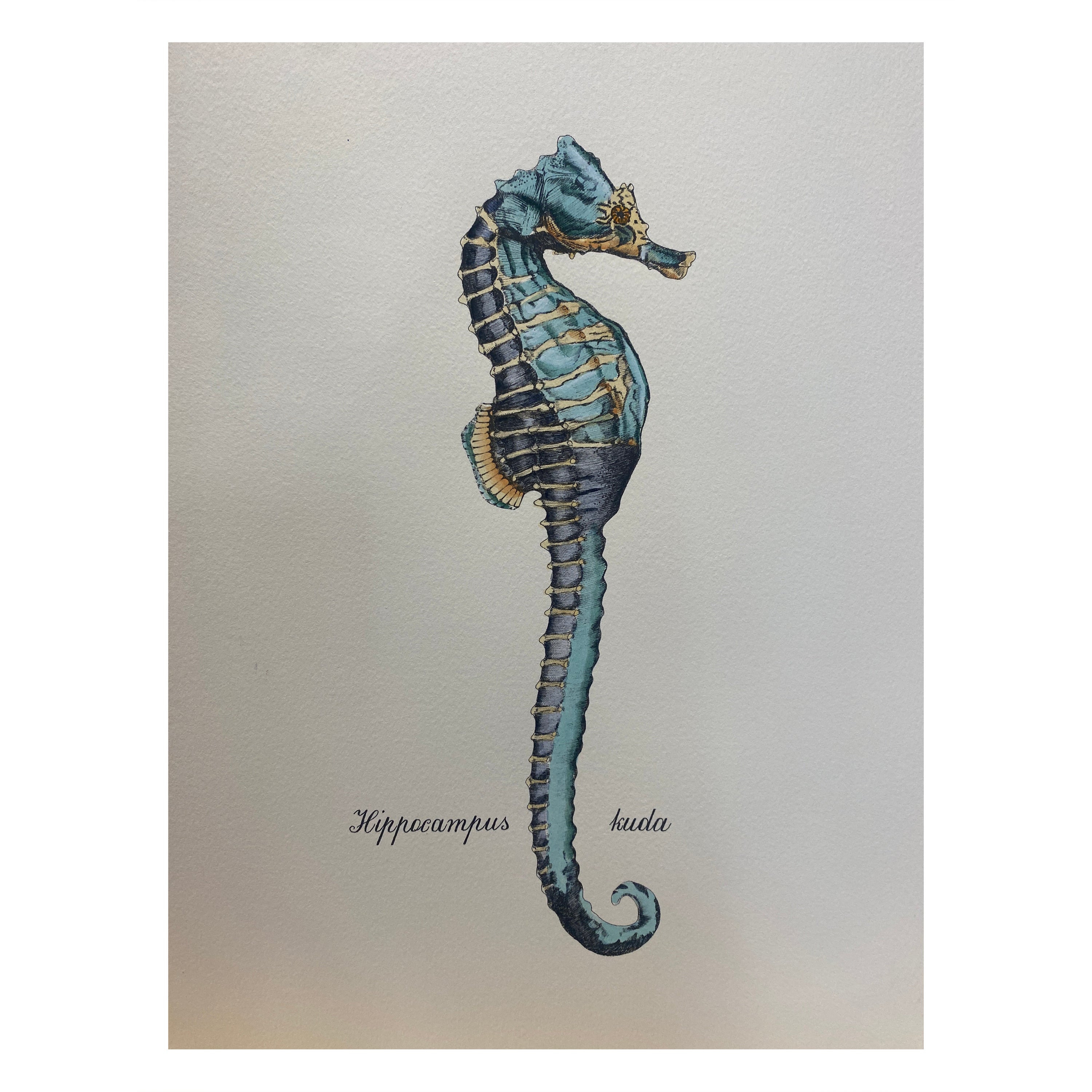 Italian Contemporary Hand Painted Print "Hippocampus Kuda", 2 of 2 For Sale