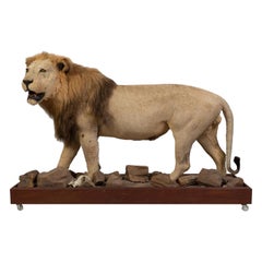 Impressionnant lion masculin africain assailli entièrement monté, 20e siècle