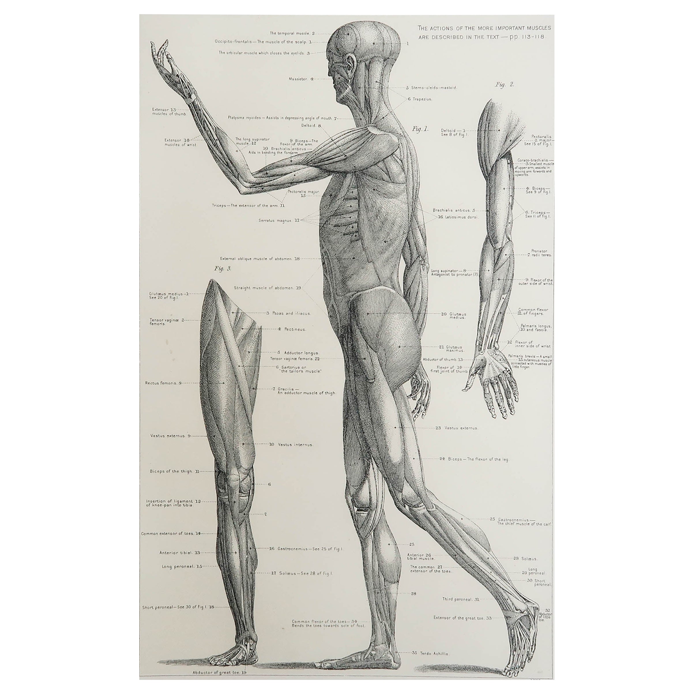 Original Vintage Medical Print, Muscles, C.1900