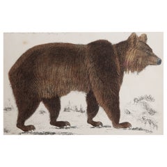 Original Antique Print of a Brown Bear, 1847 'Unframed'