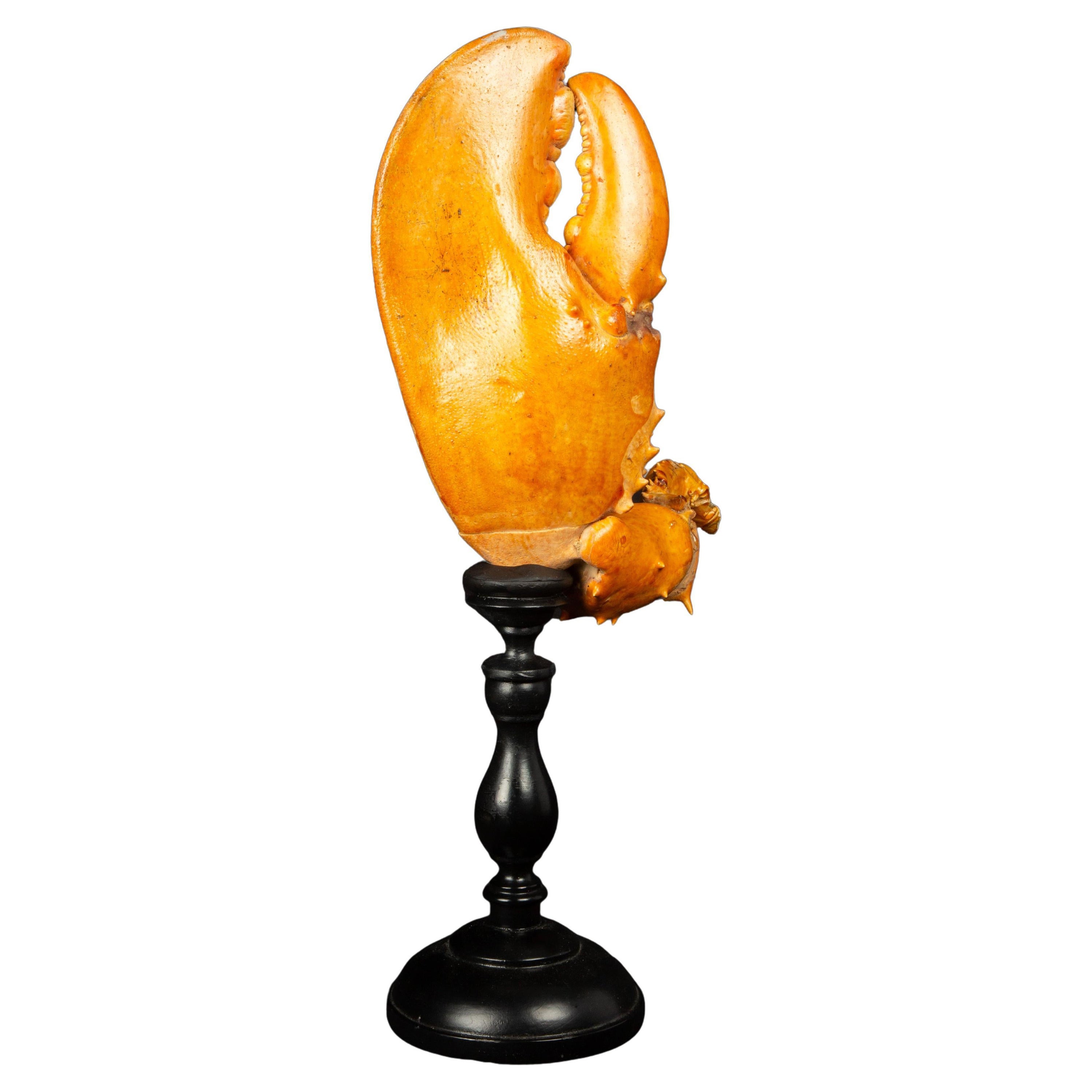 Large Lobster Claw Mounted on Turned Wood Base
