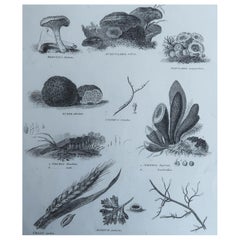 Original Antique Print of Fungi, Dated 1802