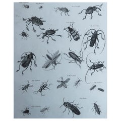 Original Antique Print of Insects, Dated 1802