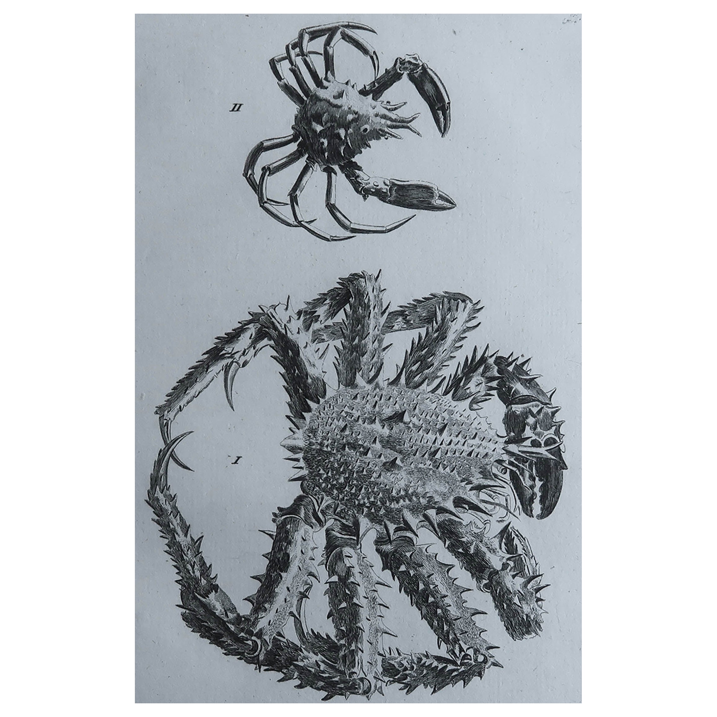  Original Antiker antiker Druck von Crabs, um 1790 im Angebot