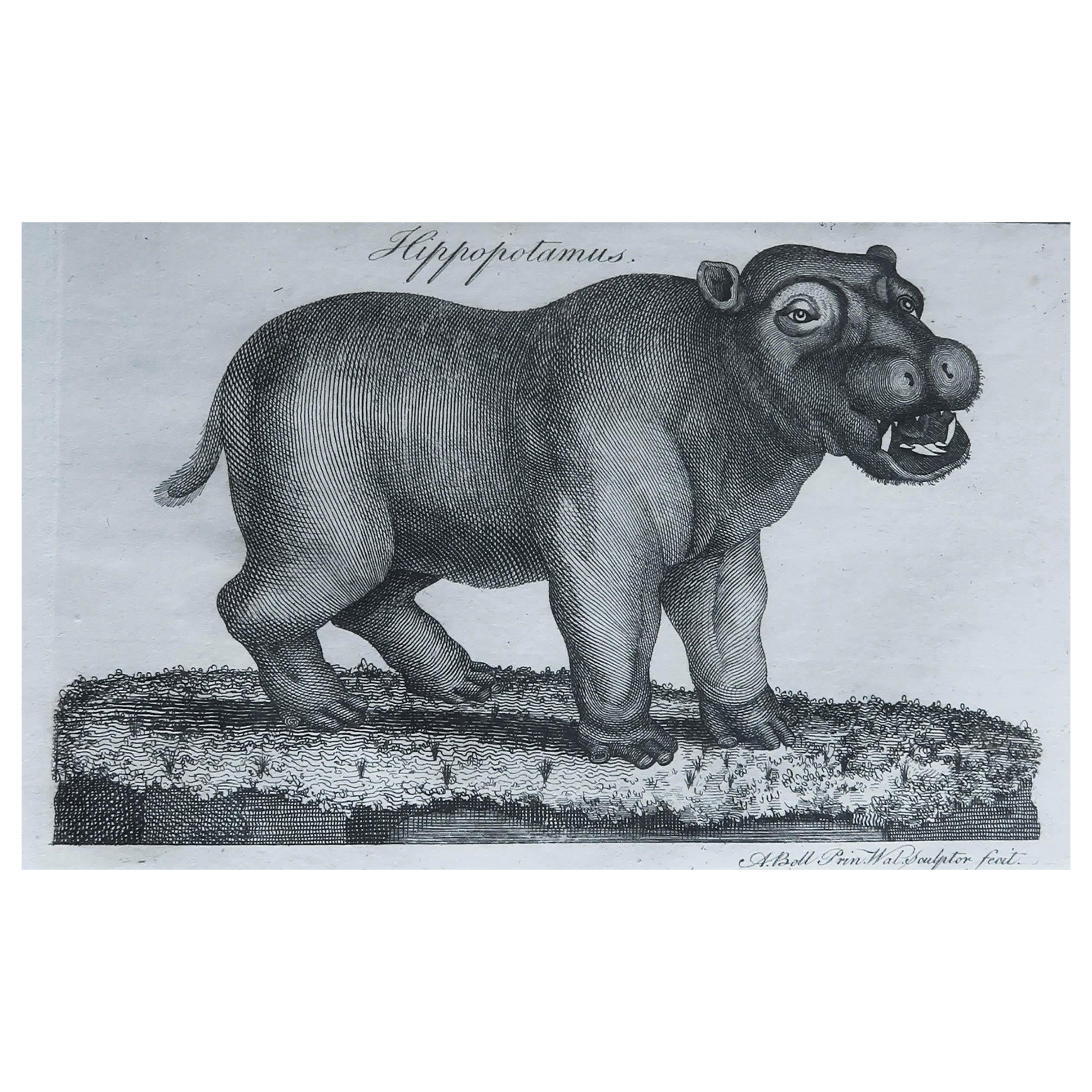 Original Antique Print of A Hippopotamus, C.1790
