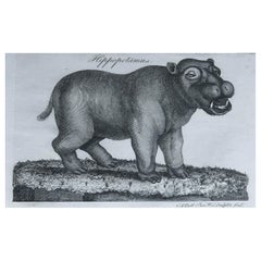 Original Antique Print of A Hippopotamus, C.1790