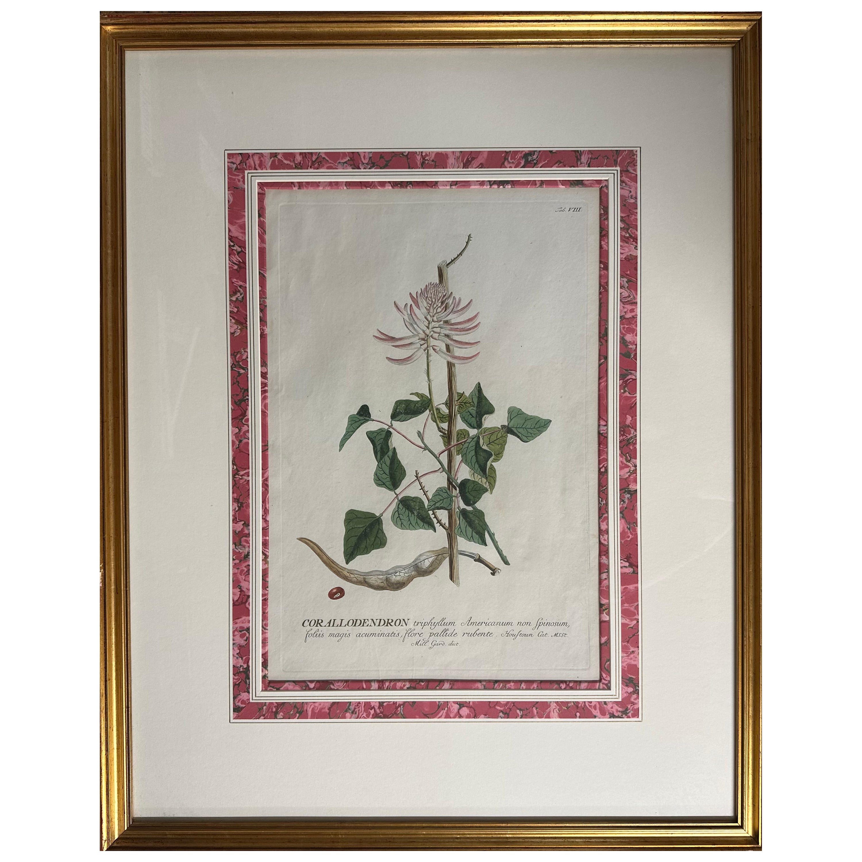 18th Century hand-colored copper plate engraved botanical prints. For Sale