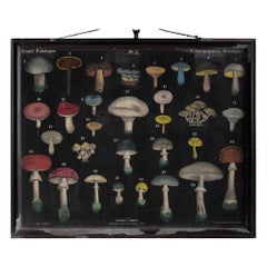 Cartes des champignons, France vers 1850